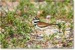 2025Jun_Killdeer_Assateague_R5C03648