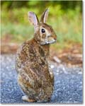 2025Jun_Rabbit_ChincoteagueNWR_R5D01754