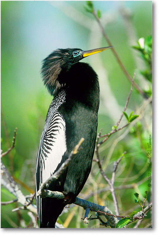 AnhingaMale-SharkValley-2000Mar-30V5