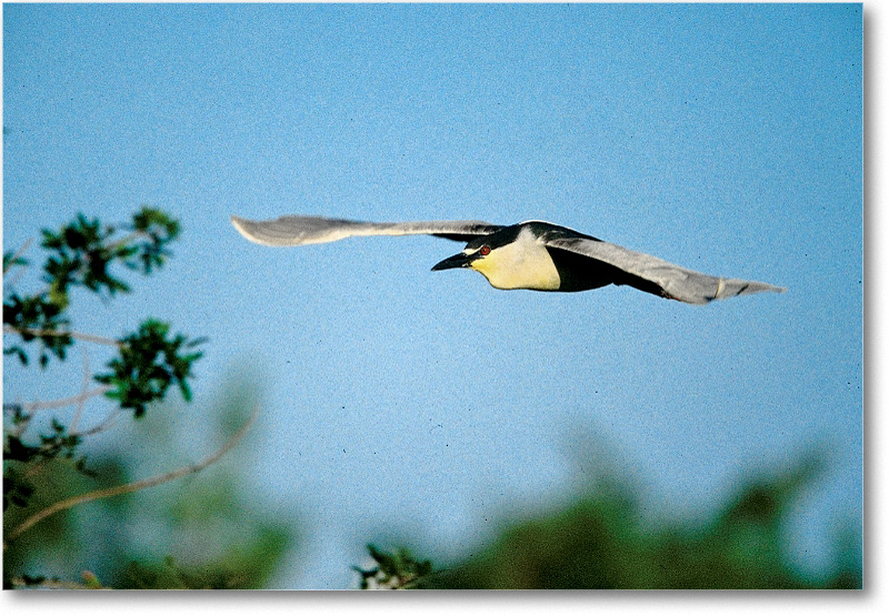 BCNightHeronFlight_VeniceFL_2000Mar_11H8