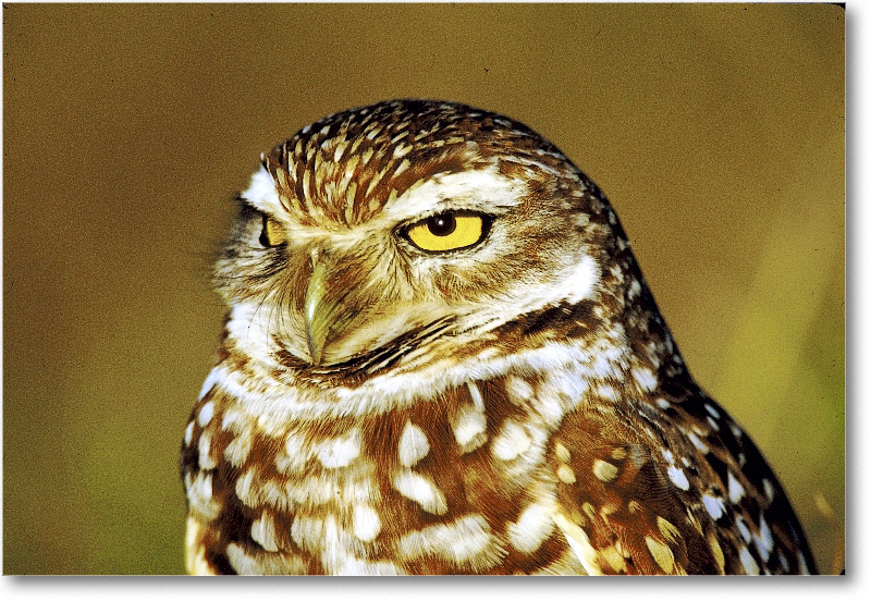BurrowingOwl_CapeCoralFL_2000Mar_13H10