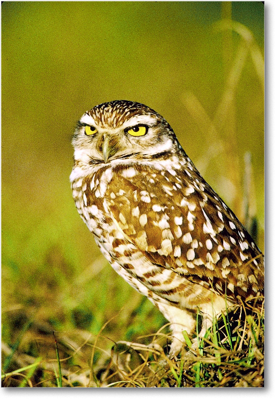 BurrowingOwl_CapeCoralFL_2000Mar_14V9