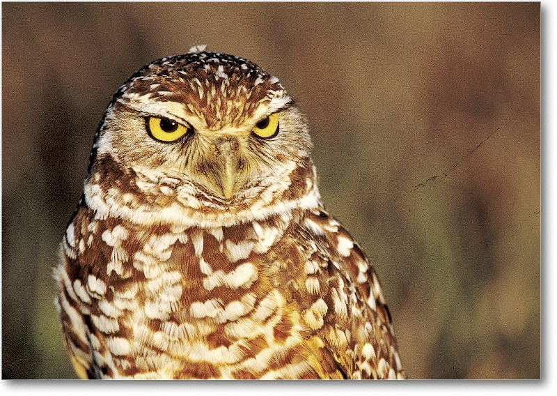 BurrowingOwl_CapeCoralFL_2000Mar_21H8
