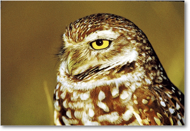 BurrowingOwl_CapeCoralFL_2000Mar_22H10