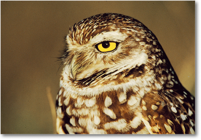 BurrowingOwl_CapeCoralFL_2000Mar_23H9