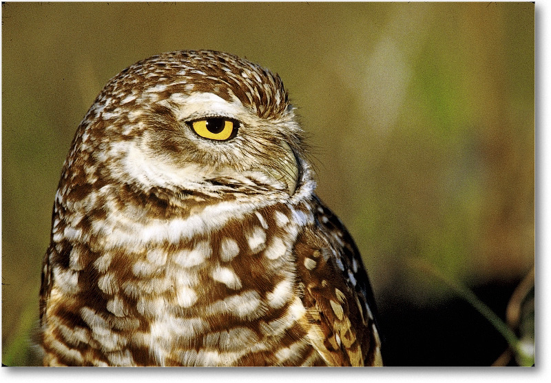 BurrowingOwl_CapeCoralFL_2000Mar_24H10