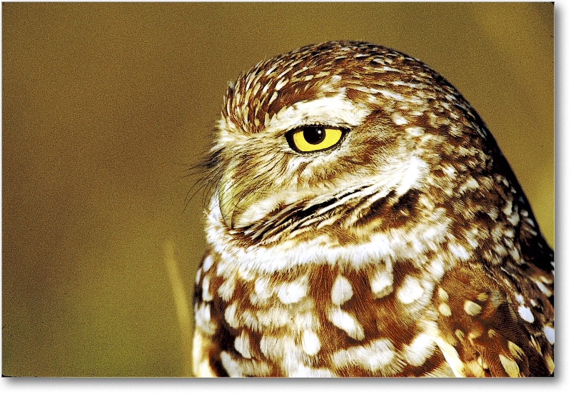 BurrowingOwl_CapeCoralFL_2000Mar_28H10