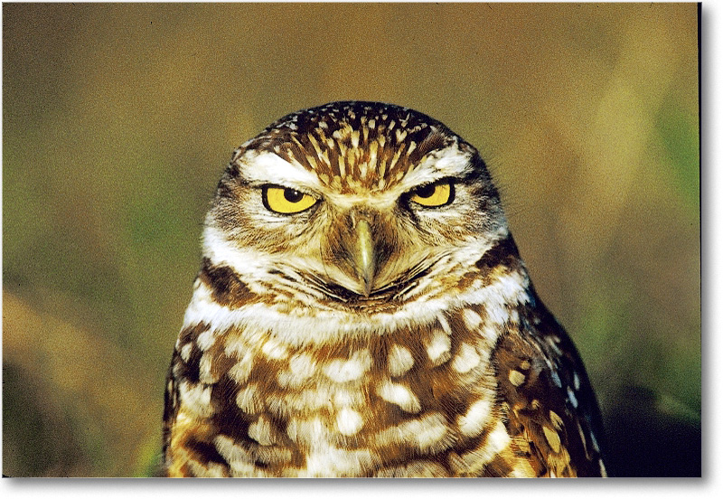 BurrowingOwl_CapeCoralFL_2000Mar_29H10