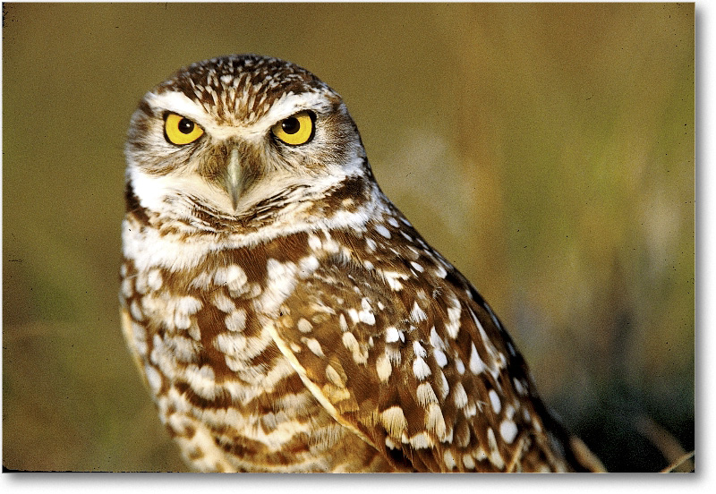 BurrowingOwl_CapeCoralFL_2000Mar_33H12