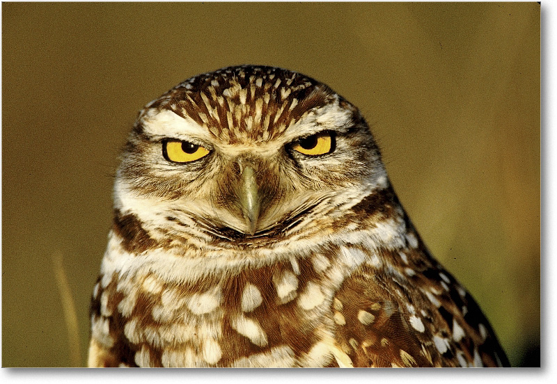 BurrowingOwl_CapeCoralFL_2000Mar_34H10