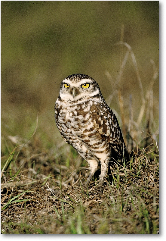 BurrowingOwl_CapeCoralFL_2000Mar_6V9