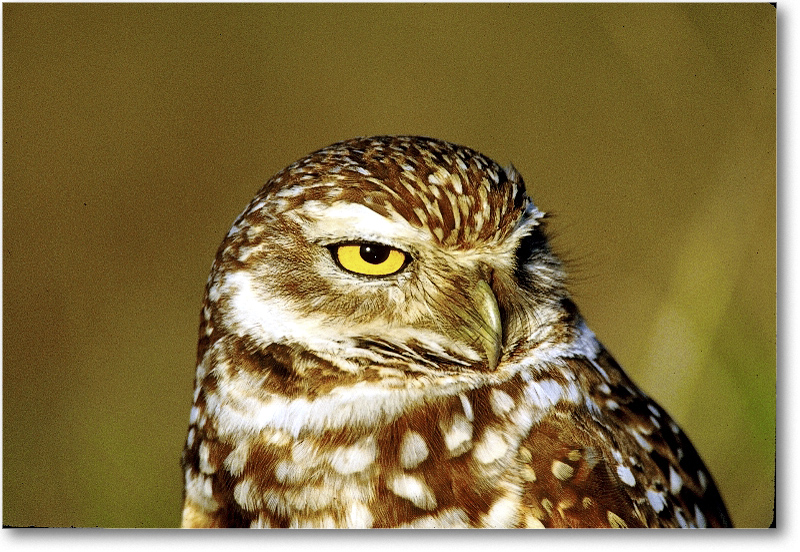BurrowingOwl_CapeCoralFL_2000Mar_9H10