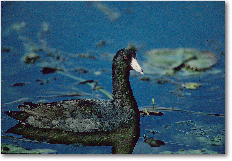 Coot-SharkValley-2000Mar-25H3