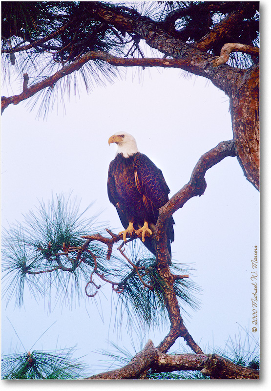 Eagle-CapeCoral-2000Mar-32V7