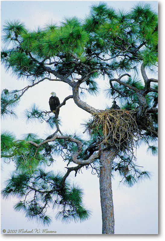 EagleTree-CapeCoral-2000Mar-36V7