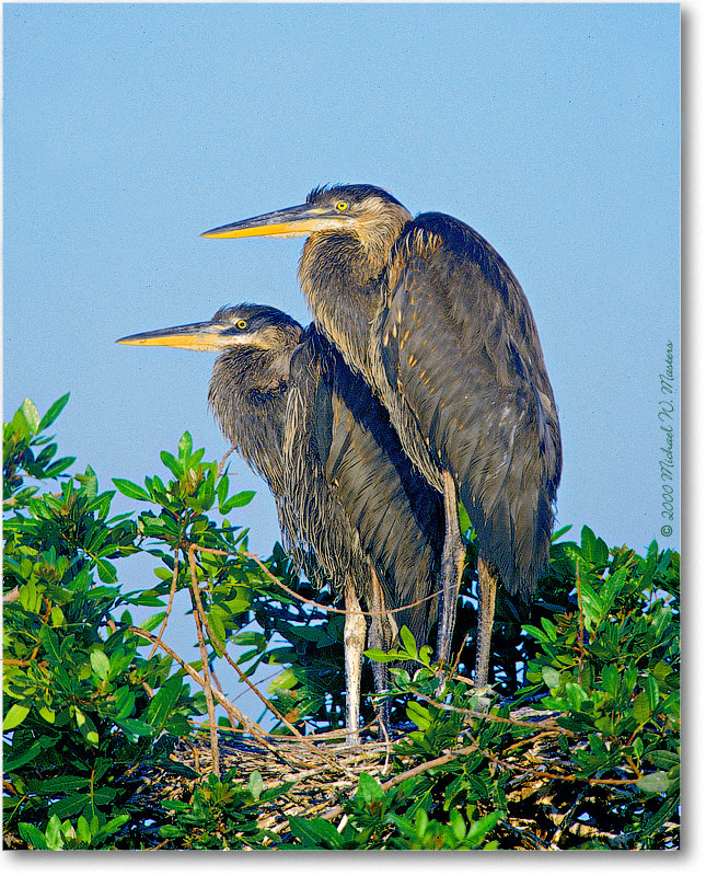 GreatBlueHeronTwins-VeniceFL-2000Mar-36H15