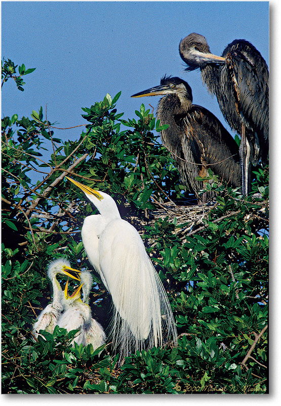 GreatEgretChicks-VeniceFL-2000Mar-26H21