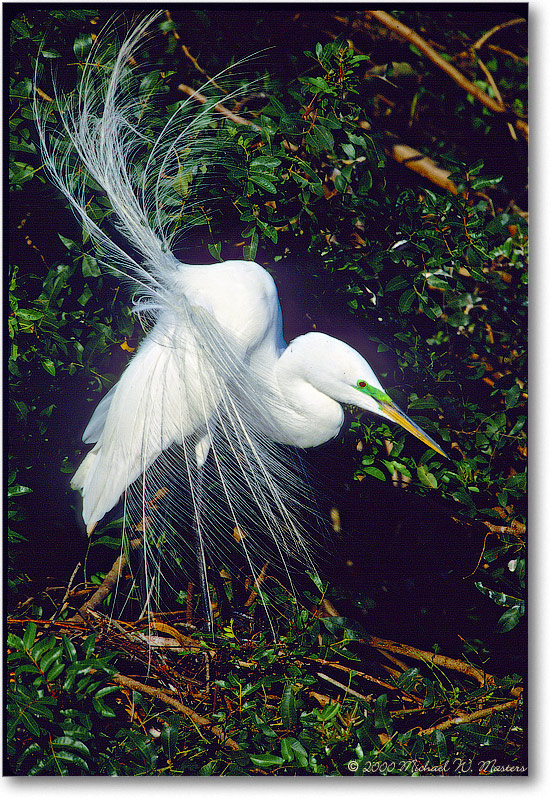 GreatEgretDisplay-VeniceFL-2000Mar-3H21