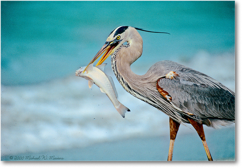 GreatEgretwFish-SanibelFL-2000Mar-21H1
