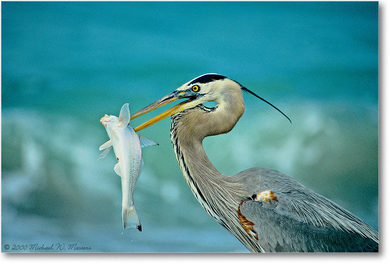 GreatEgretwFish-SanibelFL-2000Mar-31H1