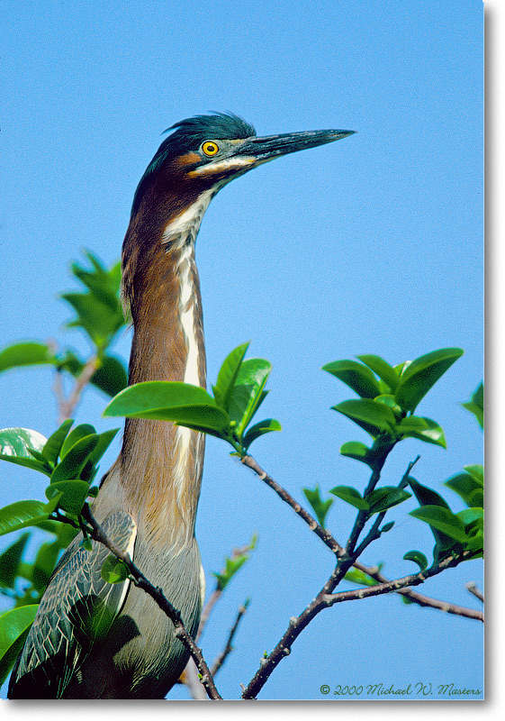 GreenHeron-SharkValley-2000Mar-3V5