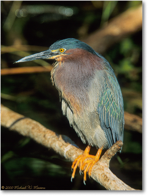 GreenHeron-SharkValley-2000Mar-7V4