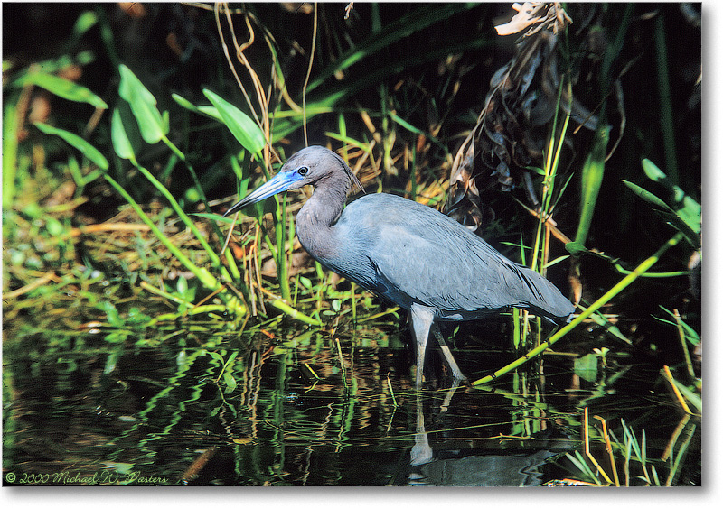 LittleBlueHeron-SharkValley-2000Mar-30H4