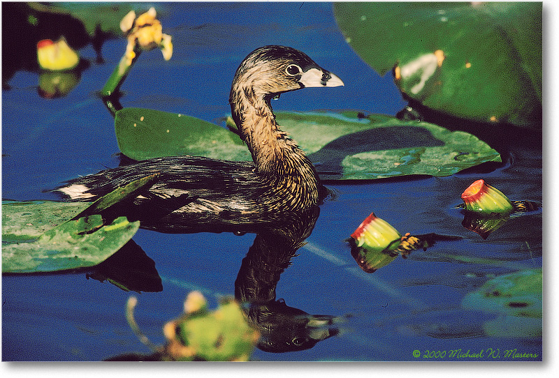 Pied-BillGrebe-SharkValley-2000Mar-33H4-C1