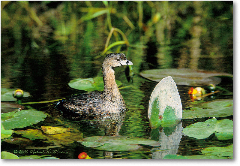 Pied-BillGrebe-SharkValley-2000Mar-4H4