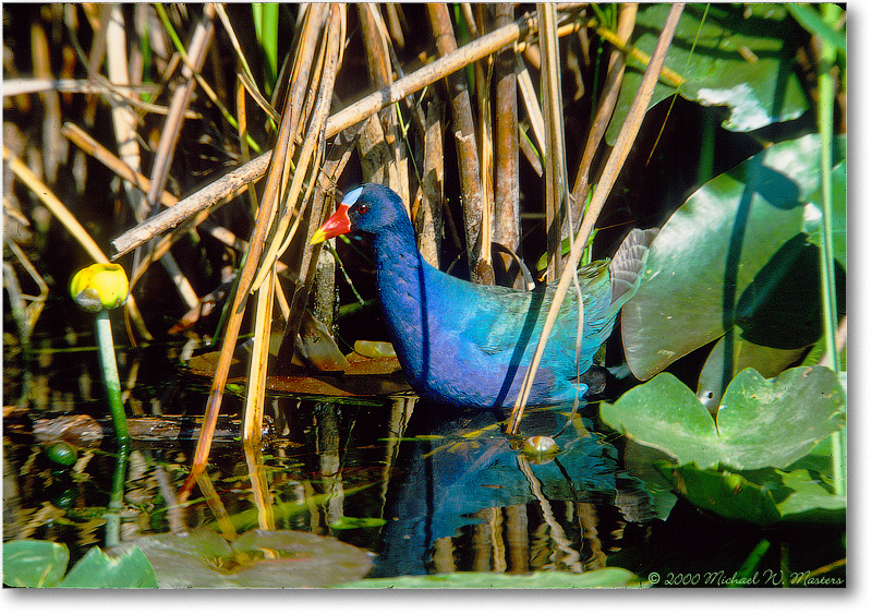 PurpleGallinule-SharkValley-2000Mar-11H4