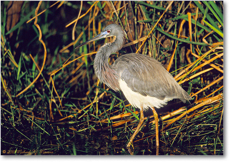 TriColorHeron-SharkValley-2000Mar-31H4