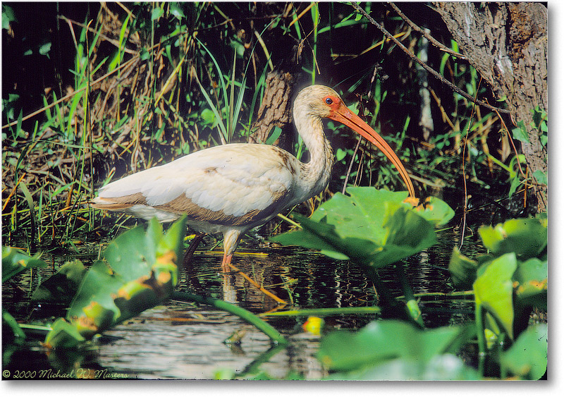 WhiteIbisJuvenile-SharkValley-2000Mar-4H4