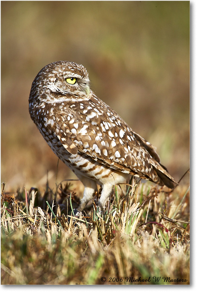 BurrowingOwl_CapeCoral_2006Jan_E0K5646 copy