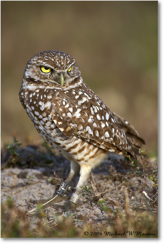 BurrowingOwl_CapeCoral_2006Jan_E0K5664 copy