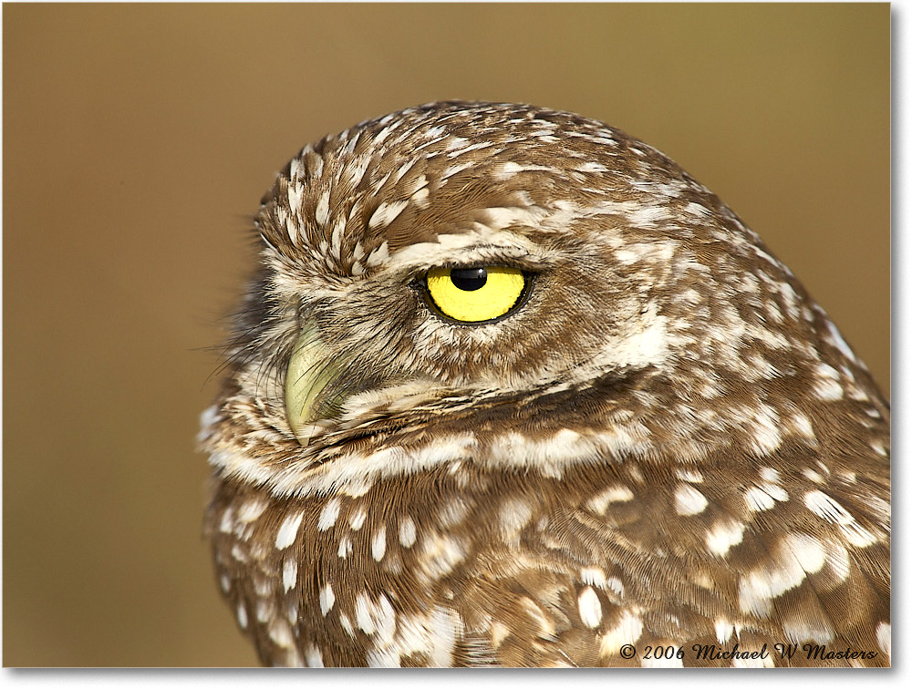 BurrowingOwl_CapeCoral_2006Jan_E0K5773 copy