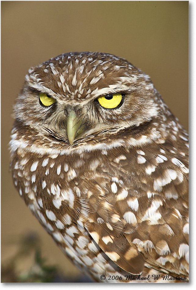 BurrowingOwl_CapeCoral_2006Jan_E0K5791 copy