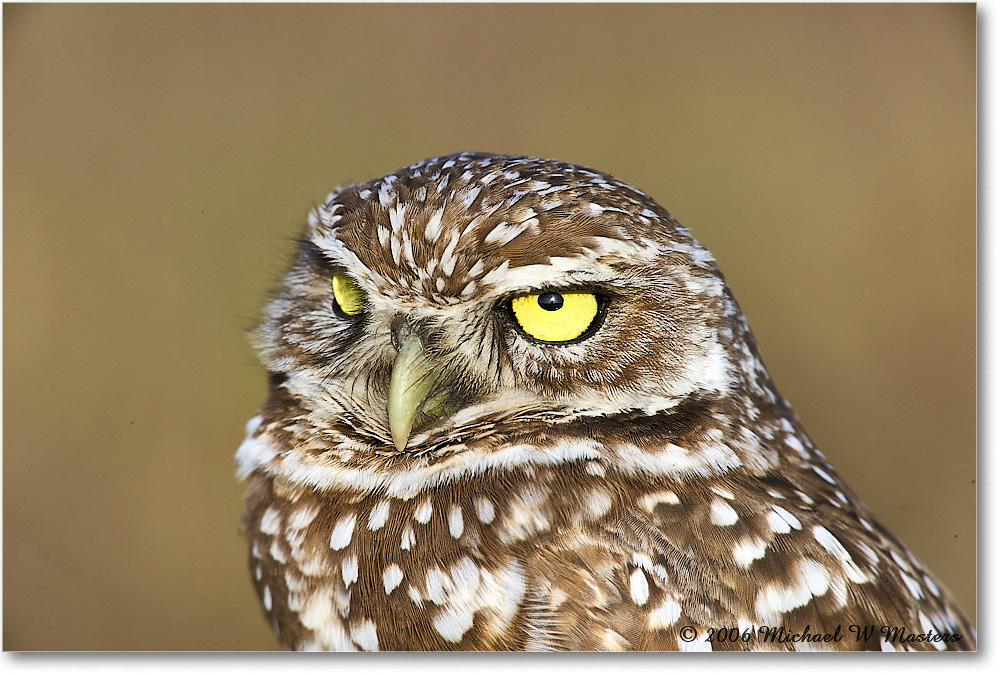 BurrowingOwl_CapeCoral_2006Jan_E0K6009 copy