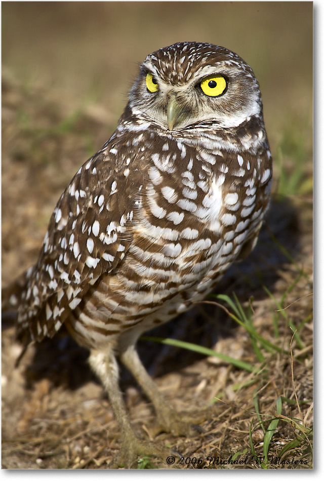 BurrowingOwl_CapeCoral_2006Jan_E0K6549 copy