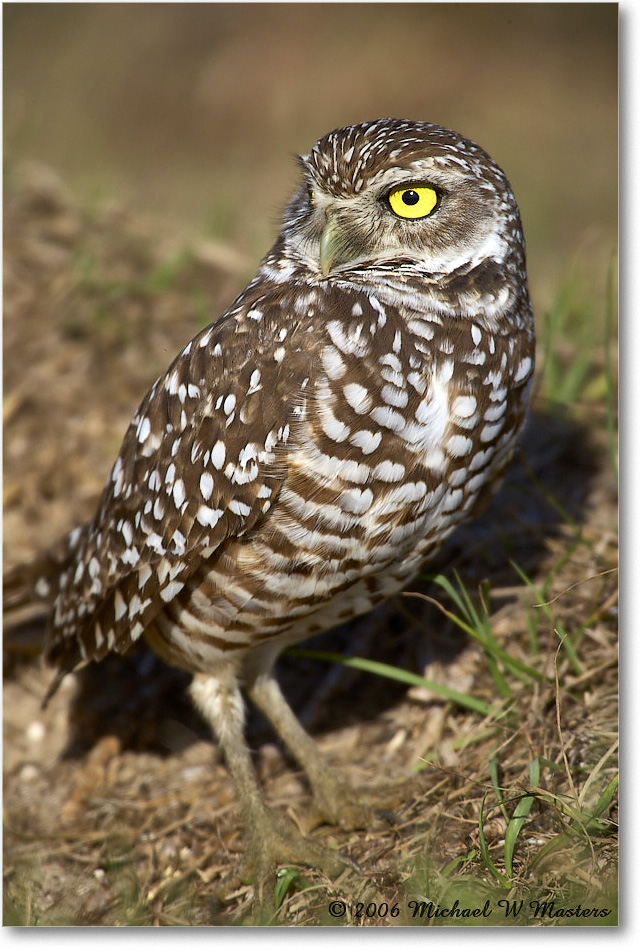 BurrowingOwl_CapeCoral_2006Jan_E0K6551 copy