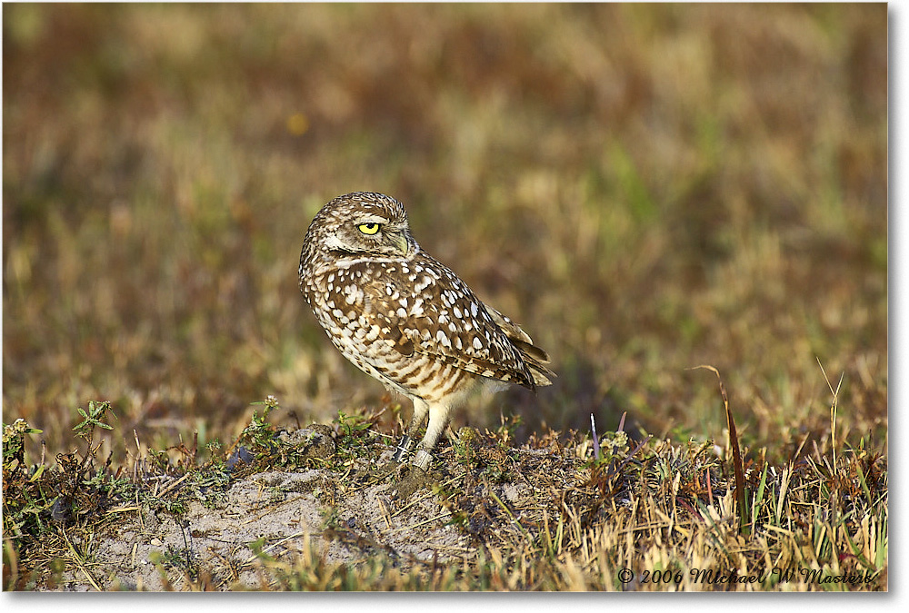 BurrowingOwl_CapeCoral_2006Jan_Y2F7310 copy