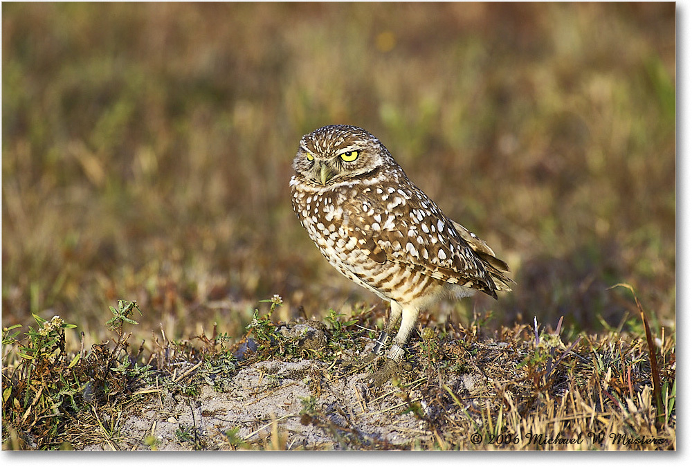 BurrowingOwl_CapeCoral_2006Jan_Y2F7322 copy