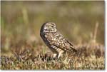 BurrowingOwl_CapeCoral_2006Jan_E0K5623 copy