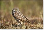 BurrowingOwl_CapeCoral_2006Jan_E0K5632 copy