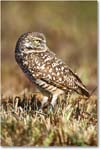 BurrowingOwl_CapeCoral_2006Jan_E0K5646 copy
