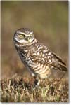 BurrowingOwl_CapeCoral_2006Jan_E0K5647 copy