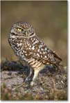 BurrowingOwl_CapeCoral_2006Jan_E0K5664 copy