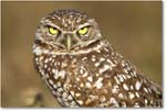 BurrowingOwl_CapeCoral_2006Jan_E0K5679 copy