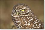 BurrowingOwl_CapeCoral_2006Jan_E0K5690 copy