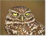 BurrowingOwl_CapeCoral_2006Jan_E0K5756 copy