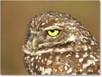 BurrowingOwl_CapeCoral_2006Jan_E0K5773 copy